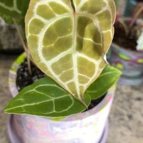 Photo of the plant species Anthurium Red Crystal by @DotsSpot named Anthurium Red Crystal on Greg, the plant care app