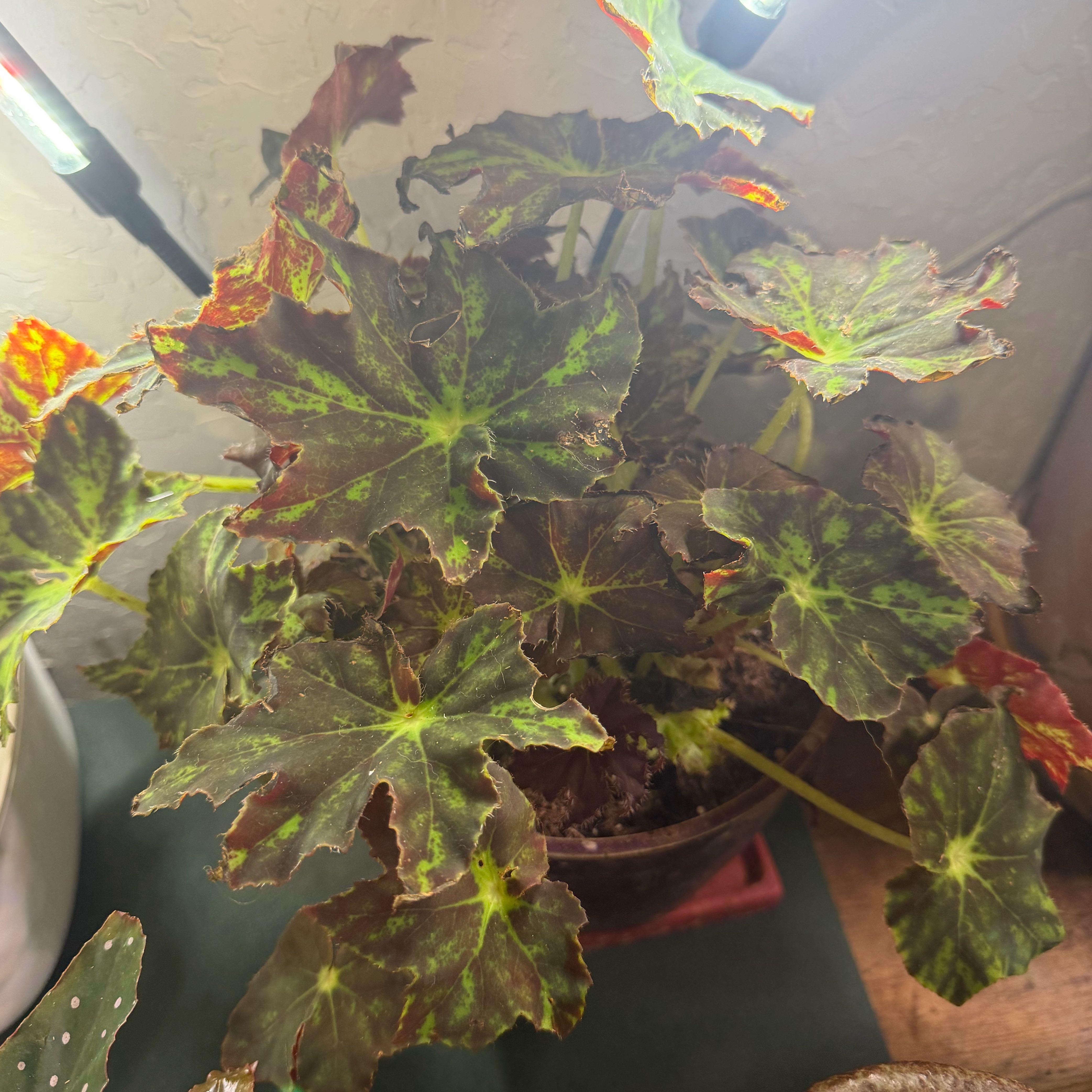 Photo of the plant species Rex Begonia Zumba by @DotsSpot named Begonia Zumba on Greg, the plant care app