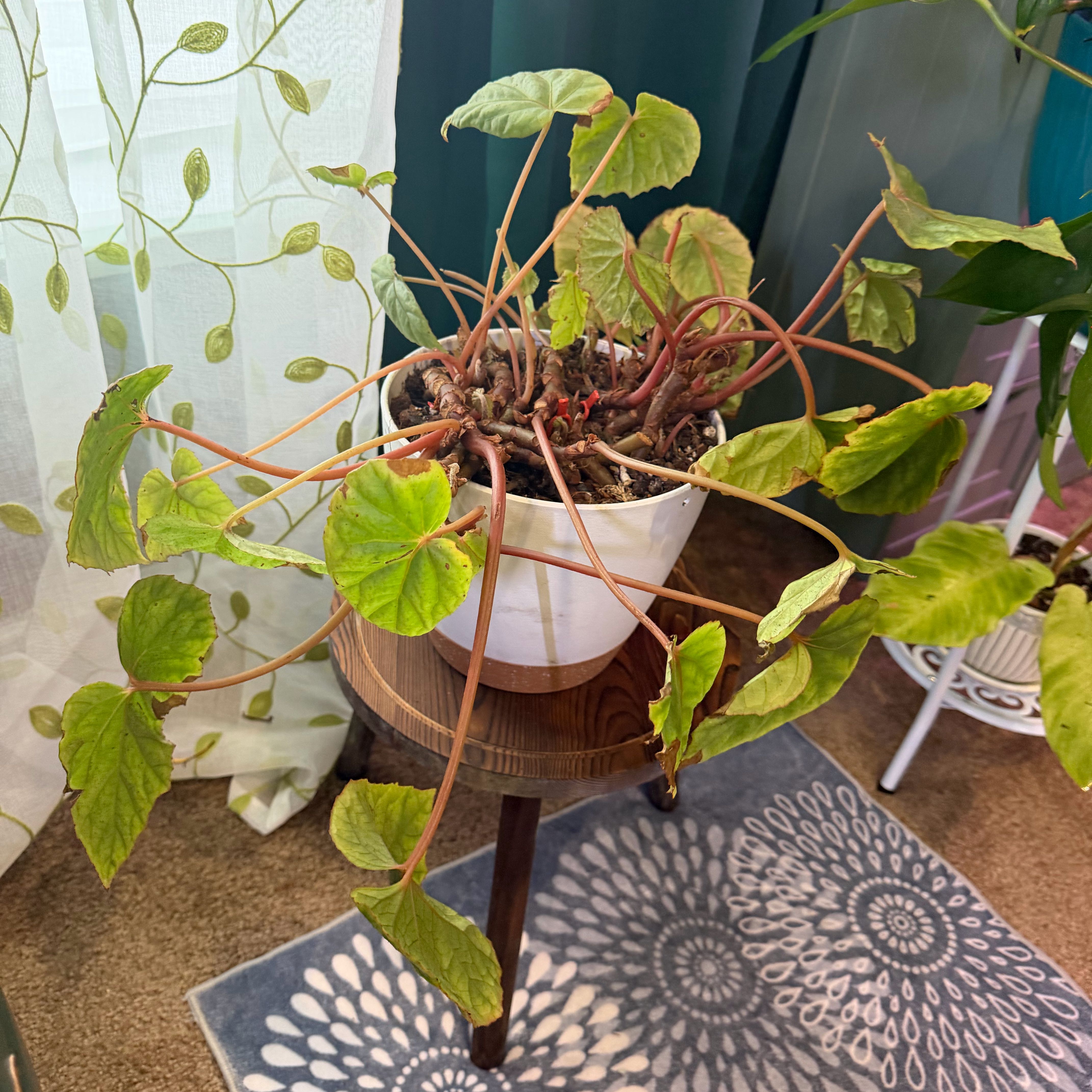 Photo of the plant species Beefsteak Begonia by @DotsSpot named Begonia Beefsteak on Greg, the plant care app