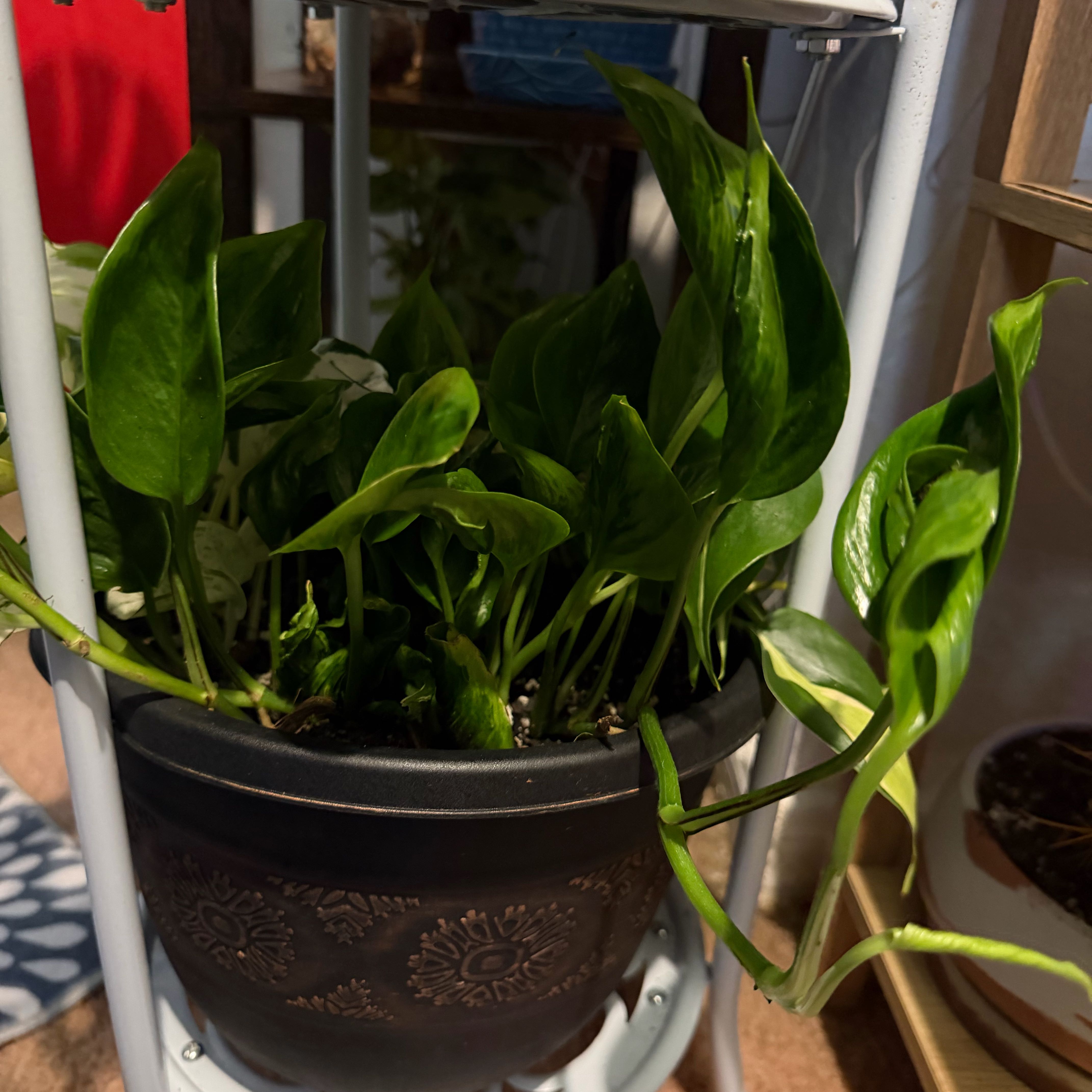 Photo of the plant species Pothos 'Shangri La' by @DotsSpot named Pothos Shangi La on Greg, the plant care app