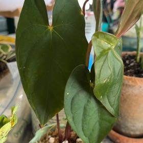 Photo of the plant species Red Anthurium by @DotsSpot named Anthurium Sylva Nova on Greg, the plant care app