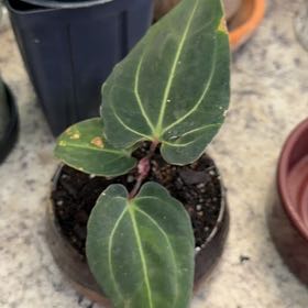 Photo of the plant species Anthurium besseae aff. by @DotsSpot named Anthurium Besseae aff. on Greg, the plant care app