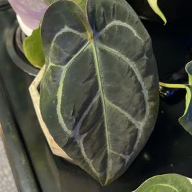 Photo of the plant species Anthurium Luxurians by @DotsSpot named Anthurium Luxurians on Greg, the plant care app