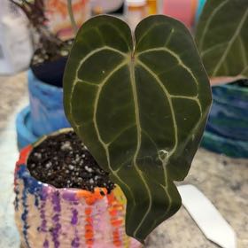 Photo of the plant species Anthurium by @DotsSpot named Anthurium Zara Michelle on Greg, the plant care app
