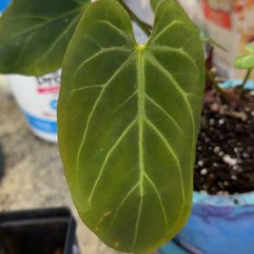 Photo of the plant species David Portilla Dreams by @DotsSpot named Anthurium Sirlin x Port on Greg, the plant care app
