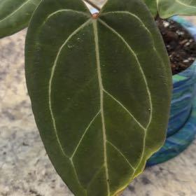 Photo of the plant species Anthurium by @DotsSpot named Anthurium Zara Michelle x Port on Greg, the plant care app