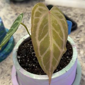 Photo of the plant species Anthurium Red Spider x XOne by @DotsSpot named Anthurium Red Stem x Legend on Greg, the plant care app