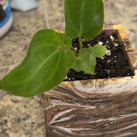 Photo of the plant species Anthurium Doc Block F2 by @DotsSpot named Anthurium Doc x Mag on Greg, the plant care app