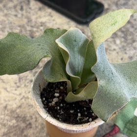Photo of the plant species Platycerium by @DotsSpot named Platycerium Geisha on Greg, the plant care app