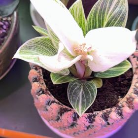 Photo of the plant species Philodendron devianum by @DotsSpot named Philodendron Evian on Greg, the plant care app