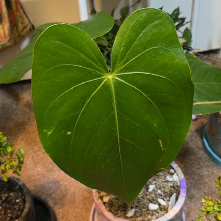 Photo of the plant species Anthurium regale by @DotsSpot named Anthurium Regale Light on Greg, the plant care app