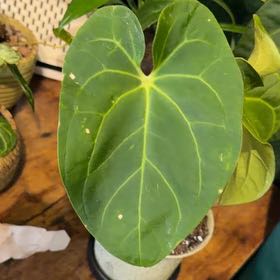 Photo of the plant species Anthurium papillilaminum by @DotsSpot named Anthurium Papi on Greg, the plant care app
