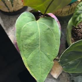 Photo of the plant species Anthurium by @DotsSpot named Anthurium Stickly x Guna Yala on Greg, the plant care app