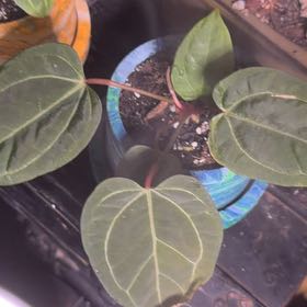 Photo of the plant species Anthurium hoffmannii by @DotsSpot named Anthurium Hoffmannii on Greg, the plant care app