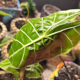 Photo of the plant species Watsonia by @DotsSpot named Alocasia Watsonia Lightening on Greg, the plant care app