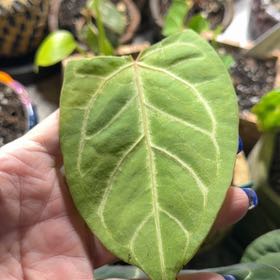Photo of the plant species Anthurium papillilaminum by @DotsSpot named Anthurium Papi x Manila Fried on Greg, the plant care app