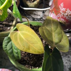 Photo of the plant species Anturio Dressleri by @DotsSpot named Anthurium Dress x Papi on Greg, the plant care app