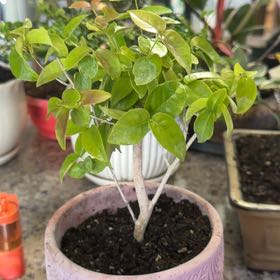 Photo of the plant species Surinam Cherry by @DotsSpot named Bonsai Surinam Cherry on Greg, the plant care app