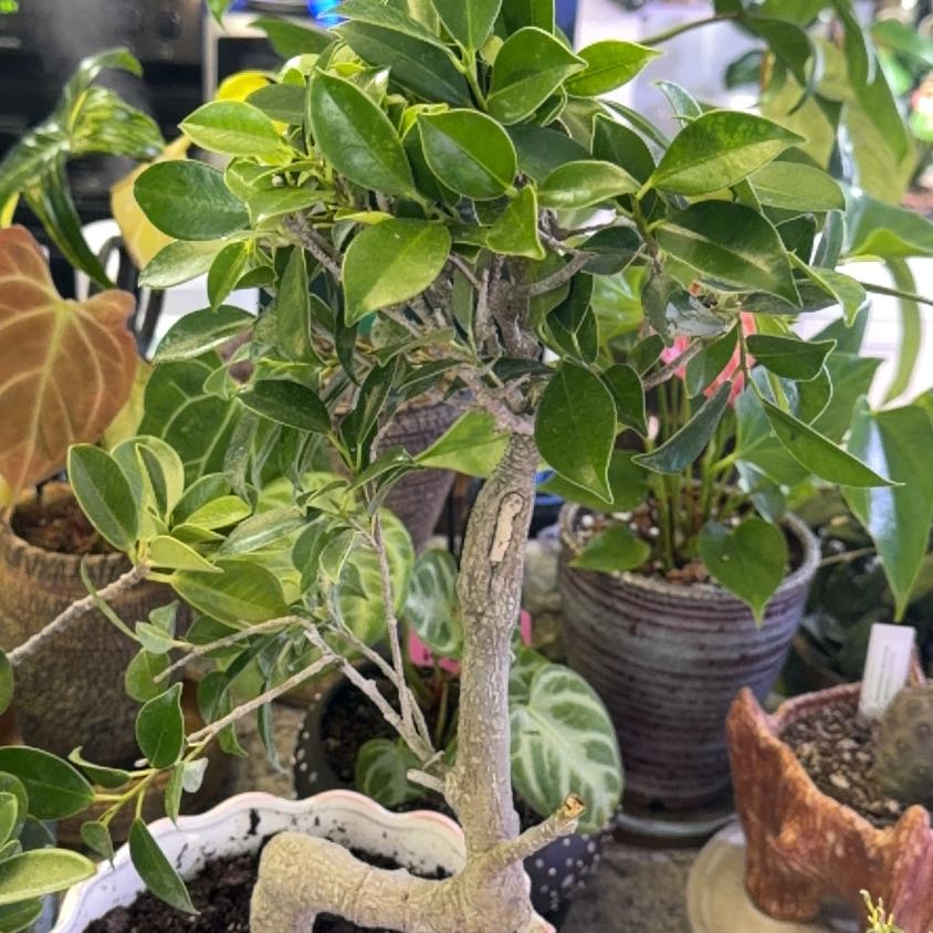 Photo of the plant species Tiger Bark Ficus by @DotsSpot named Bonsai Tiger Bark on Greg, the plant care app