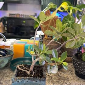 Photo of the plant species Green Island Ficus by @DotsSpot named Bonsai Green Island Ficus on Greg, the plant care app