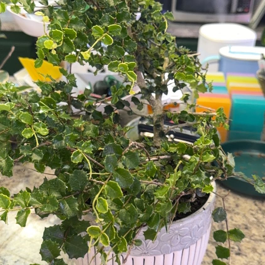 Photo of the plant species Singapore Holly by @DotsSpot named Bonsai Singapore Holly on Greg, the plant care app
