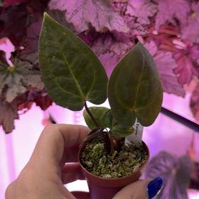 Photo of the plant species Anthurium Hybrid by @DotsSpot named Anthurium Purple Yurple x Prince of Darkness on Greg, the plant care app