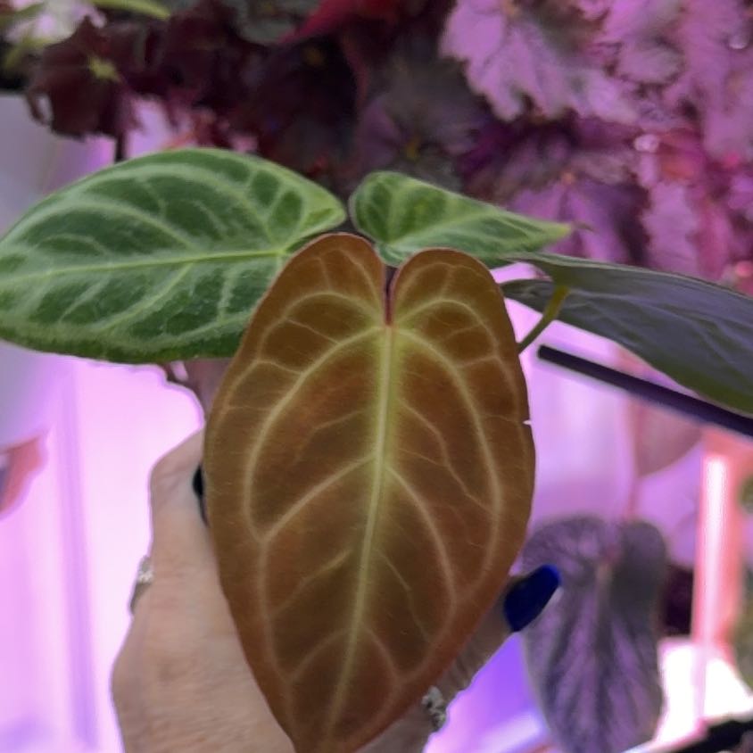 Photo of the plant species Anthurium forgetii by @DotsSpot named Anthurium NTM Forget x Queen Waterbury on Greg, the plant care app