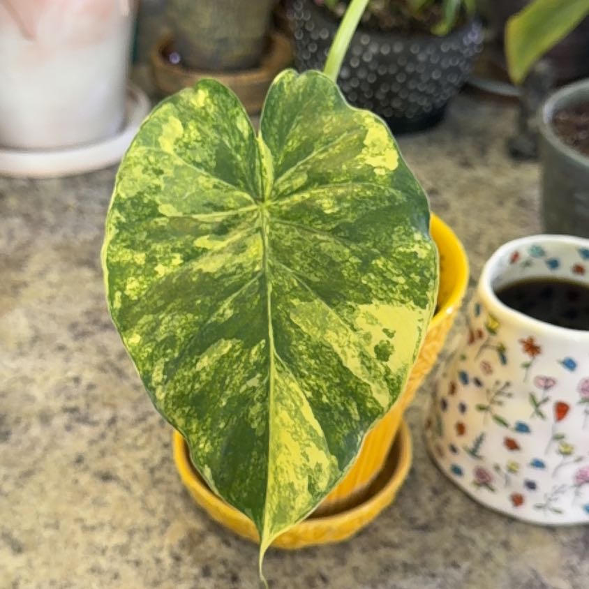 Photo of the plant species Alocasia Gageana Aurea Variegata by @DotsSpot named Alocasia gageana Aurea on Greg, the plant care app