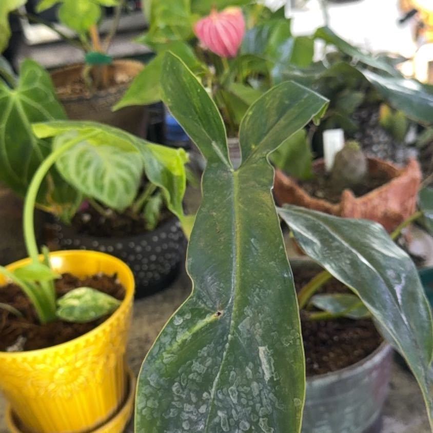 Photo of the plant species Philodendron 69686 by @DotsSpot named Philodendron 69686 on Greg, the plant care app