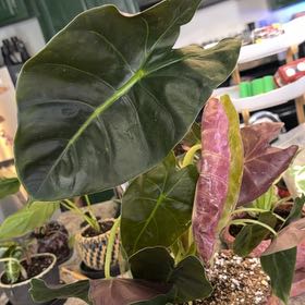 Photo of the plant species Alocasia Golden Bone by @DotsSpot named Alocasia Golden Bone on Greg, the plant care app