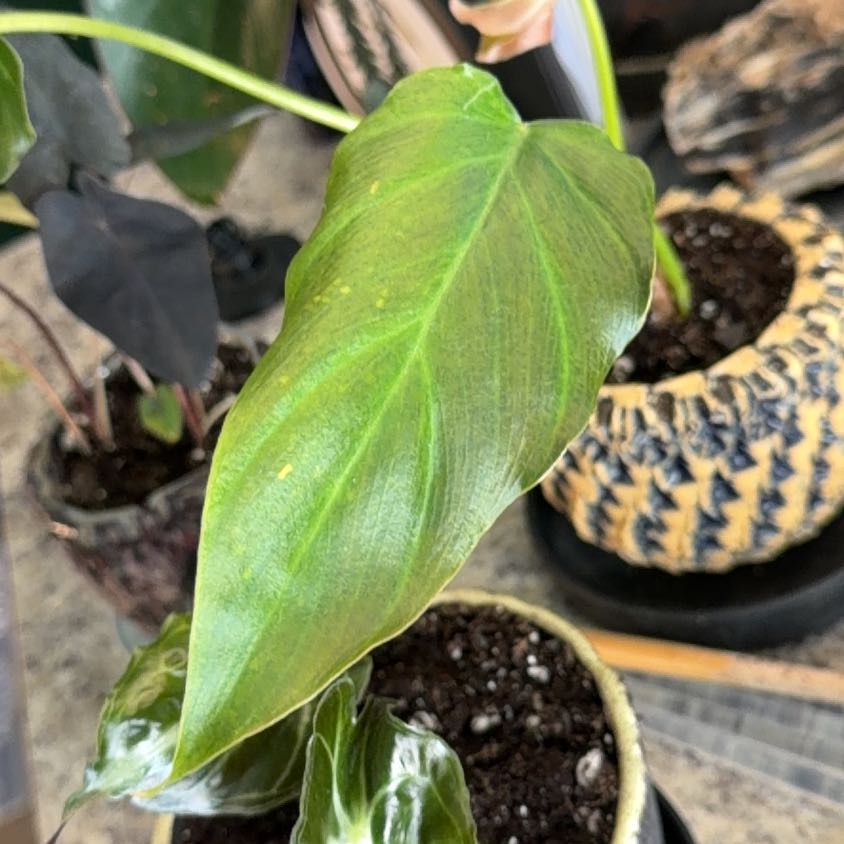 Photo of the plant species Philodendron by @DotsSpot named Philodendron Corsinianum on Greg, the plant care app