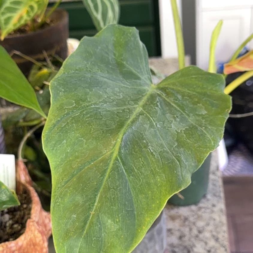 Photo of the plant species Philodendron uleanum by @DotsSpot named Philodendron Undulatim on Greg, the plant care app