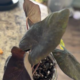 Photo of the plant species Pharaoh's Mask Elephant Ear by @DotsSpot named Colocasia Stealth Crypto on Greg, the plant care app