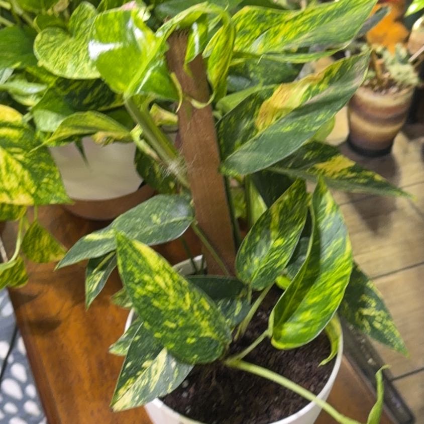 Photo of the plant species Yellow Flame by @DotsSpot named Philodendron 'Yellow Flame' on Greg, the plant care app