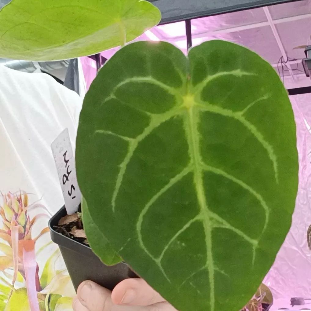 Photo of the plant species Anthurium Red Tiger by @DotsSpot named Anthurium Mellow Yellow on Greg, the plant care app