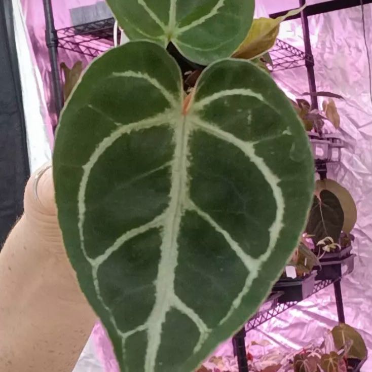 Photo of the plant species Anthurium Red Crystal by @DotsSpot named Anthurium Red Crystal x Red Tiger on Greg, the plant care app