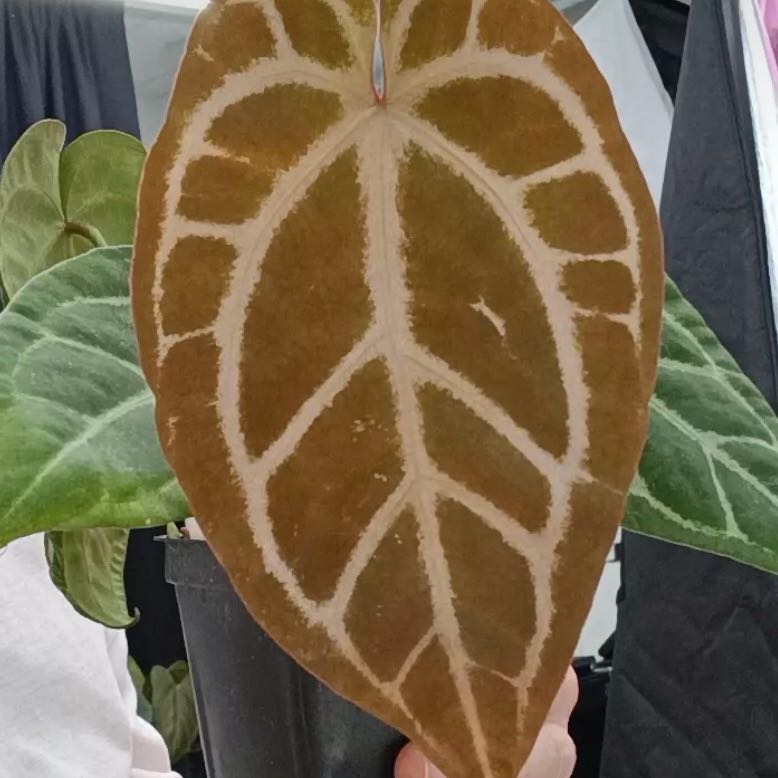Photo of the plant species Anthurium Red Crystal by @DotsSpot named Anthurium Red Crystal x Thing 1 on Greg, the plant care app