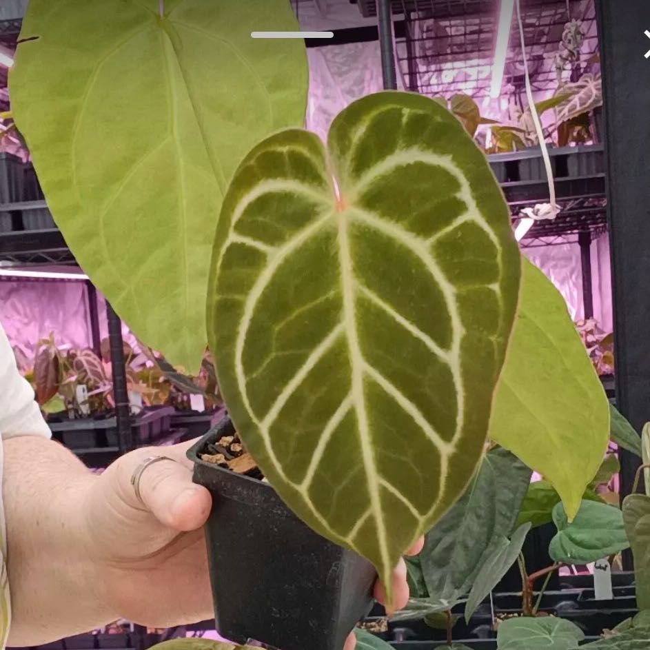 Photo of the plant species Anthurium Hybrid by @DotsSpot named Anthurium Mellow Yellow x Thing 1 on Greg, the plant care app
