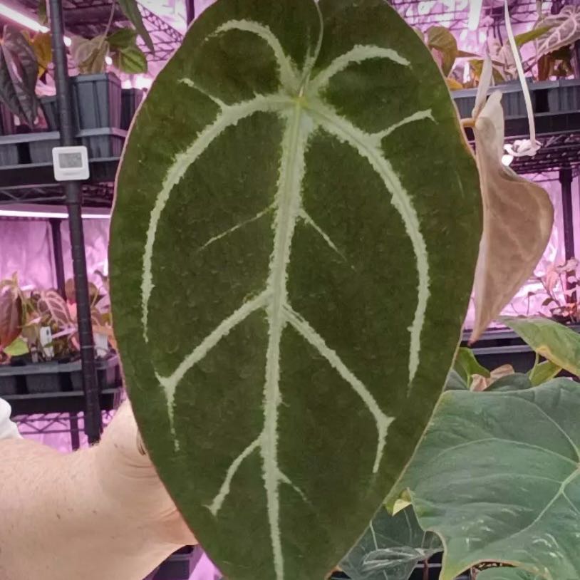 Photo of the plant species Anthurium Hybrid by @DotsSpot named Anthurium Mellow Yellow x Thing 1 on Greg, the plant care app