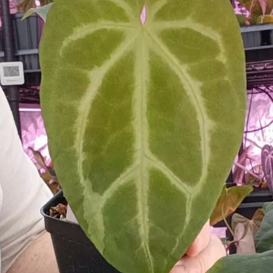 Photo of the plant species Anthurium Hybrid by @DotsSpot named Anthurium Mellow Yellow on Greg, the plant care app