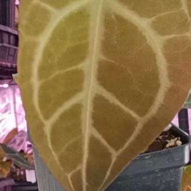 Photo of the plant species Anthurium Hybrid by @DotsSpot named Anthurium Mellow Yellow on Greg, the plant care app