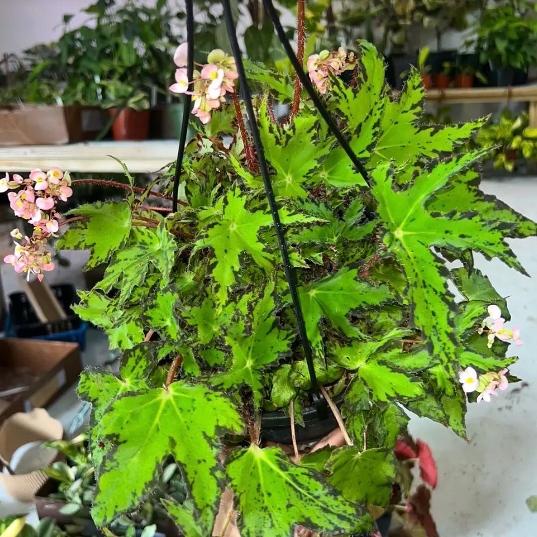 Photo of the plant species Begonia 'Geometry' by @DotsSpot named Begonia Geometry on Greg, the plant care app