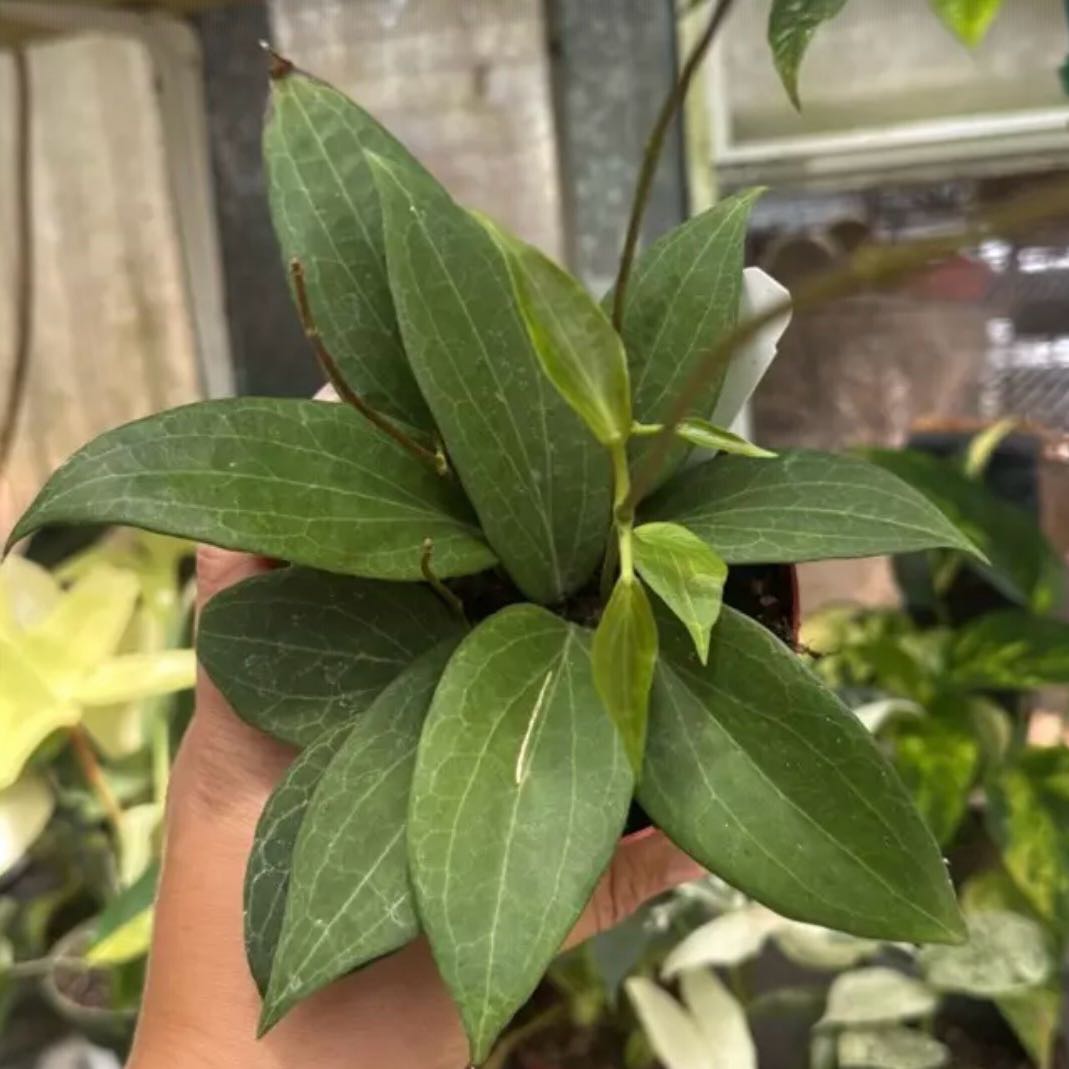 Photo of the plant species hoya potsii by @DotsSpot named Hoya Potsii on Greg, the plant care app
