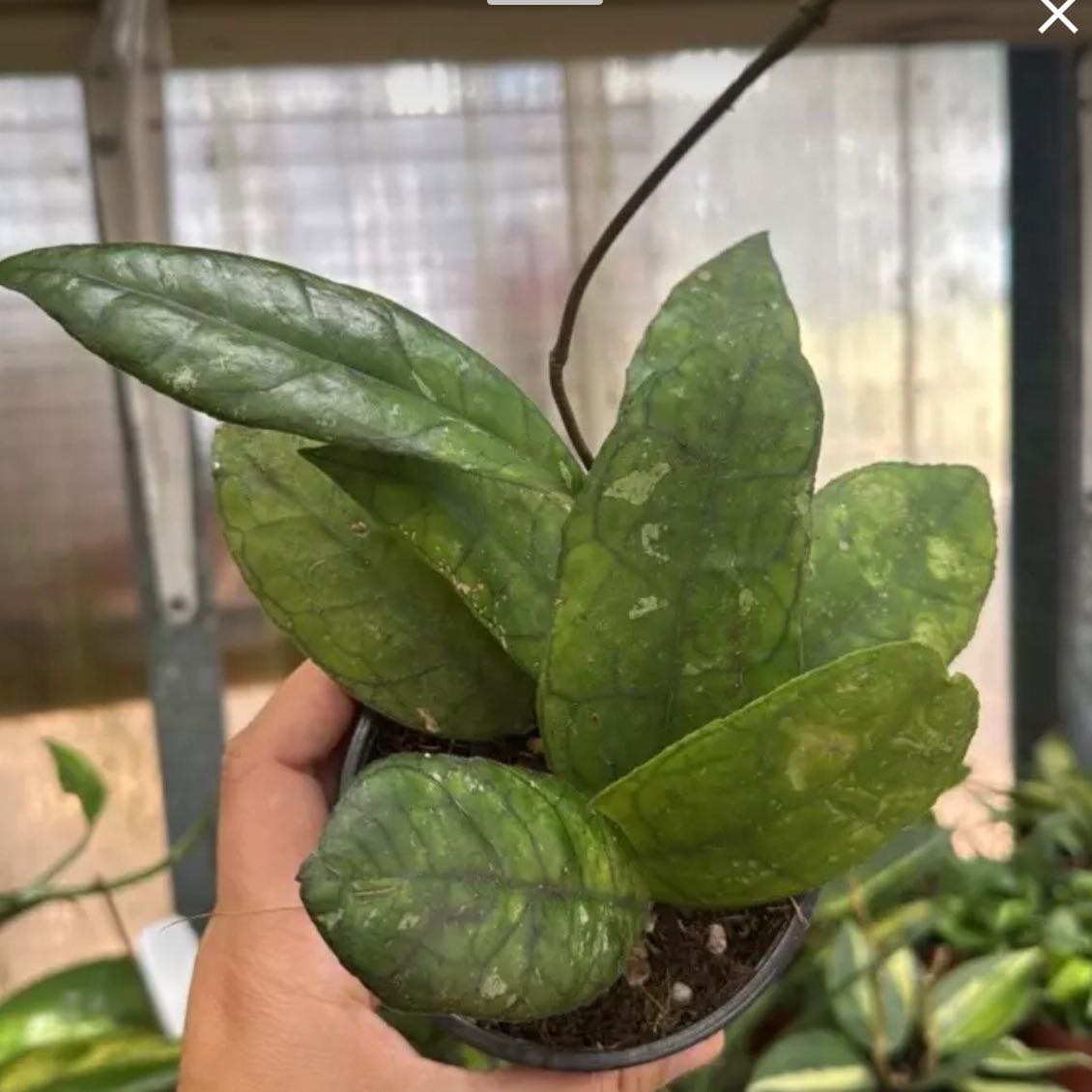 Photo of the plant species Hoya finlaysonii 'Dark Flower' by @DotsSpot named Hoya Finlaysonii on Greg, the plant care app