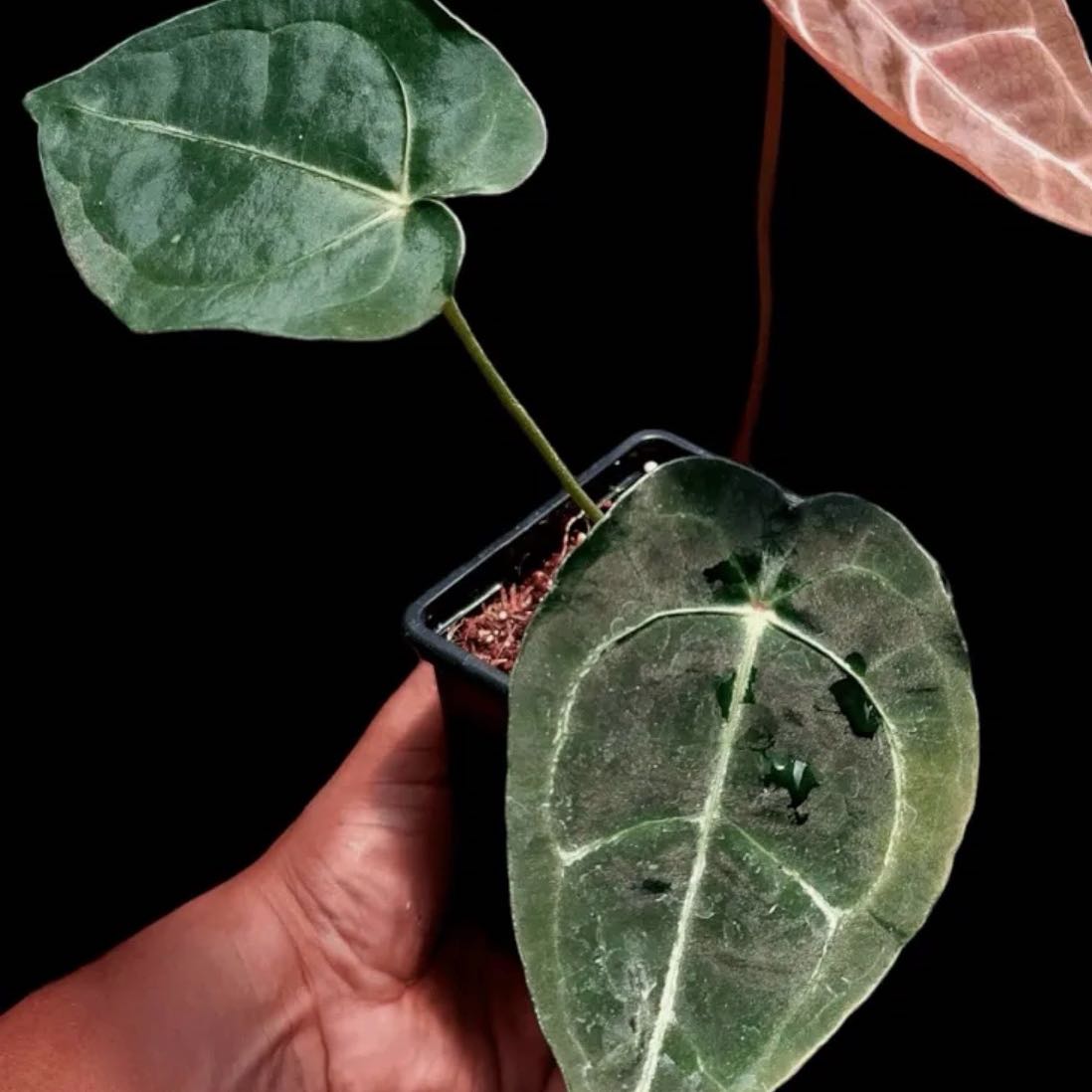 Photo of the plant species Anthurium forgetii by @DotsSpot named Anthurium Forgetii Kate on Greg, the plant care app