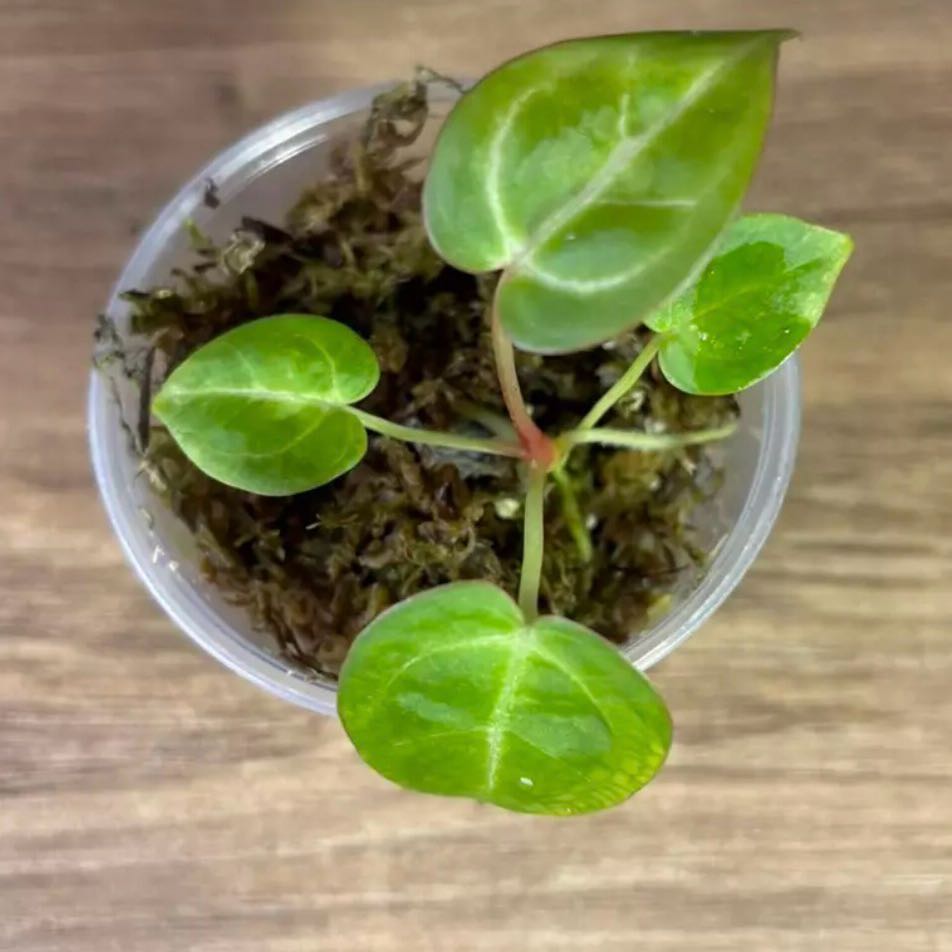 Photo of the plant species Pink Lemonade x Mag Verde by @DotsSpot named Anthurium 'Pink Lemonade' x Mag Verde on Greg, the plant care app