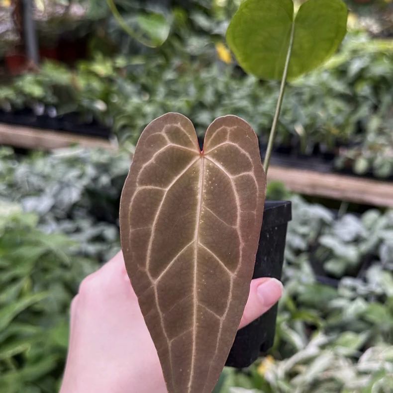 Photo of the plant species Ace Of Spades by @DotsSpot named Anthurium Ace of Spades x Black Velvet on Greg, the plant care app