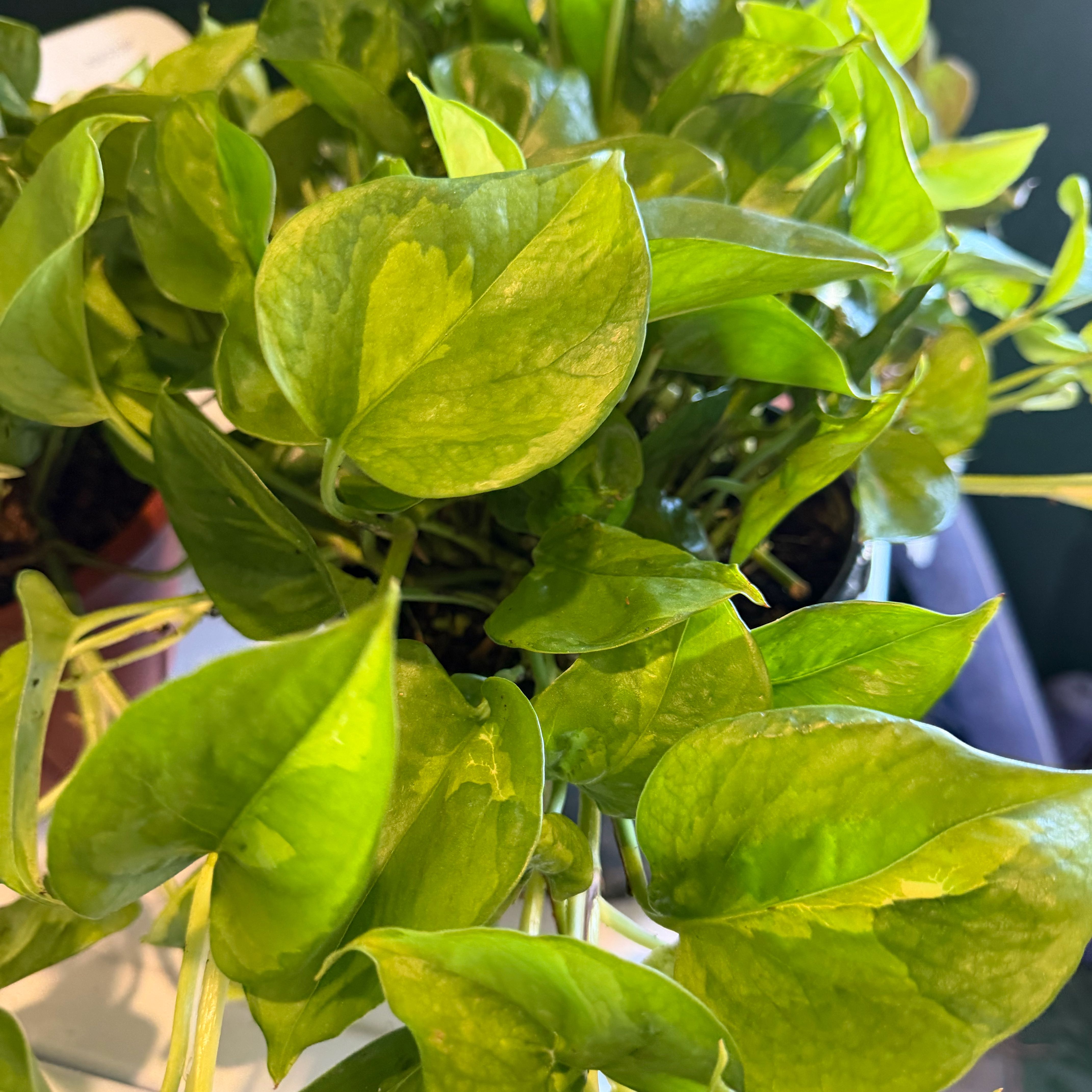 Photo of the plant species Global Green Pothos by @DotsSpot named Pothos Global Green on Greg, the plant care app