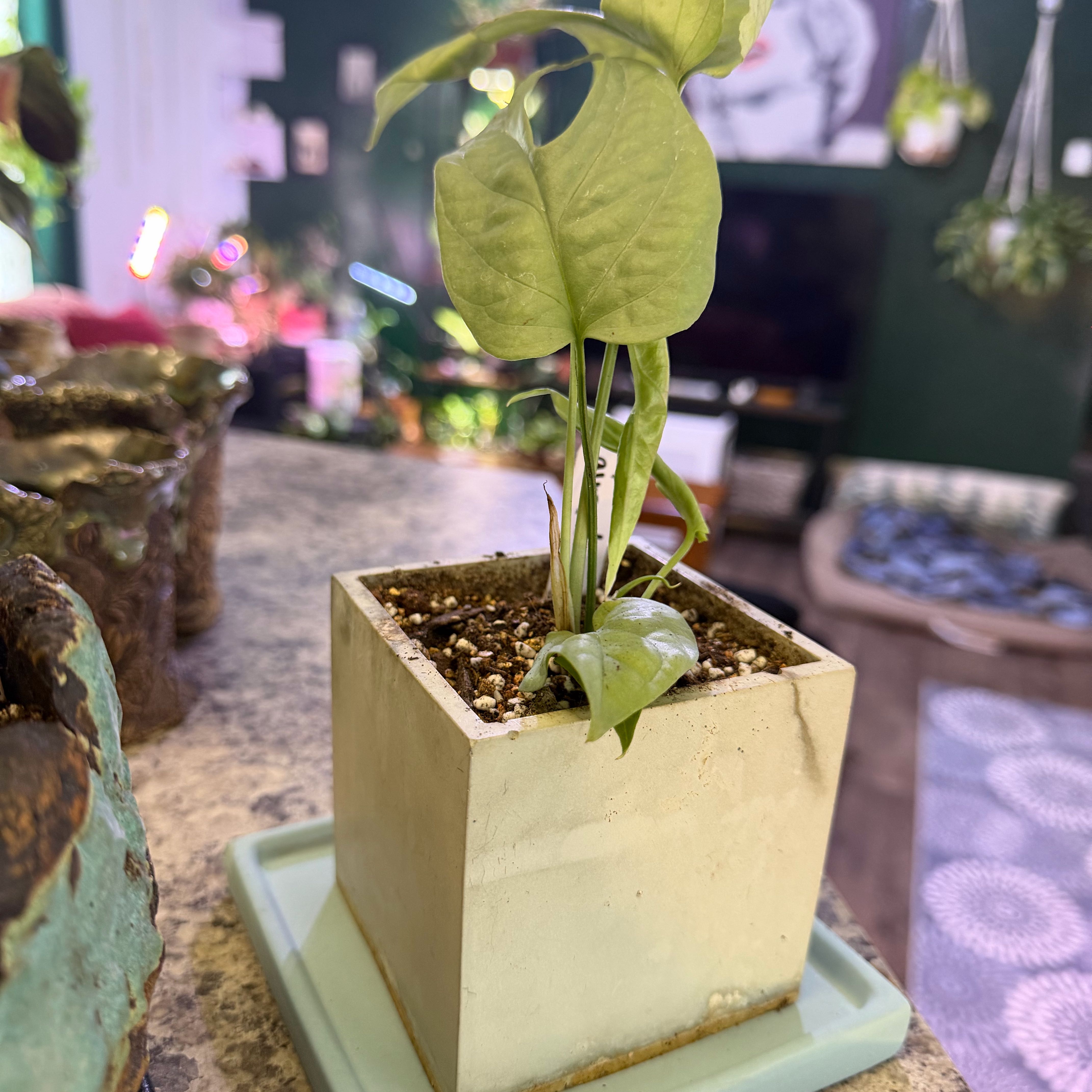 Photo of the plant species Amydrium 'Spider Man' by @DotsSpot named Amydrium Silver on Greg, the plant care app