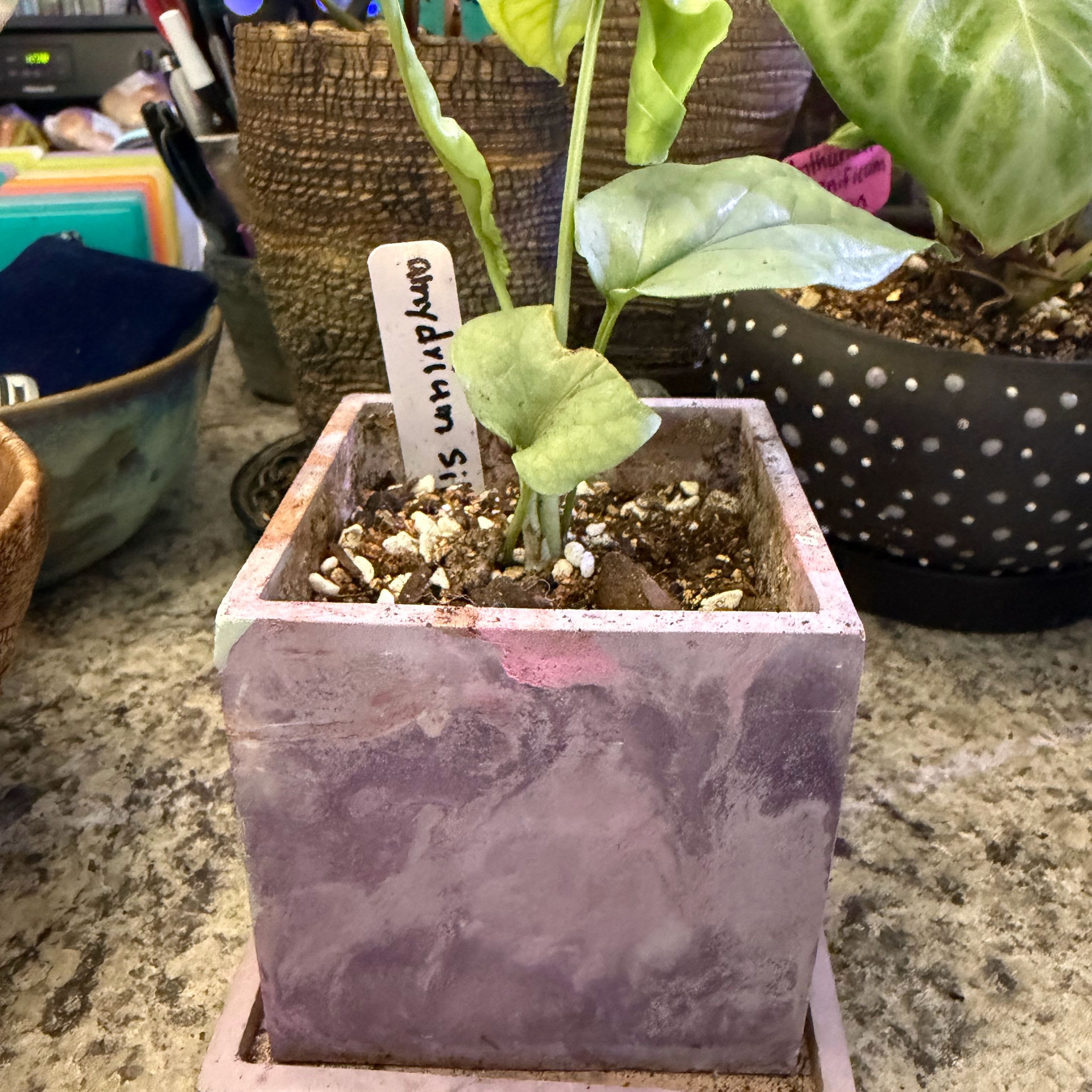 Photo of the plant species Amydrium 'Spider Man' by @DotsSpot named Amydrium Silver on Greg, the plant care app